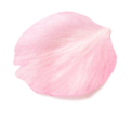 pétalecerisier sakura petal